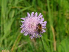 Knautia arvensis Beemdkroon bestellen